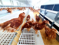 2023年蛋鸡行业关键字：非笼养