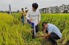 石潭镇：博士调研团深入万亩示范片，考察交流农业技术