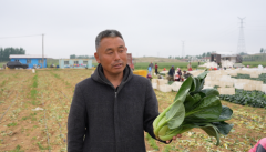 一肥六效，鲁花花生肽肥的化肥替代之路